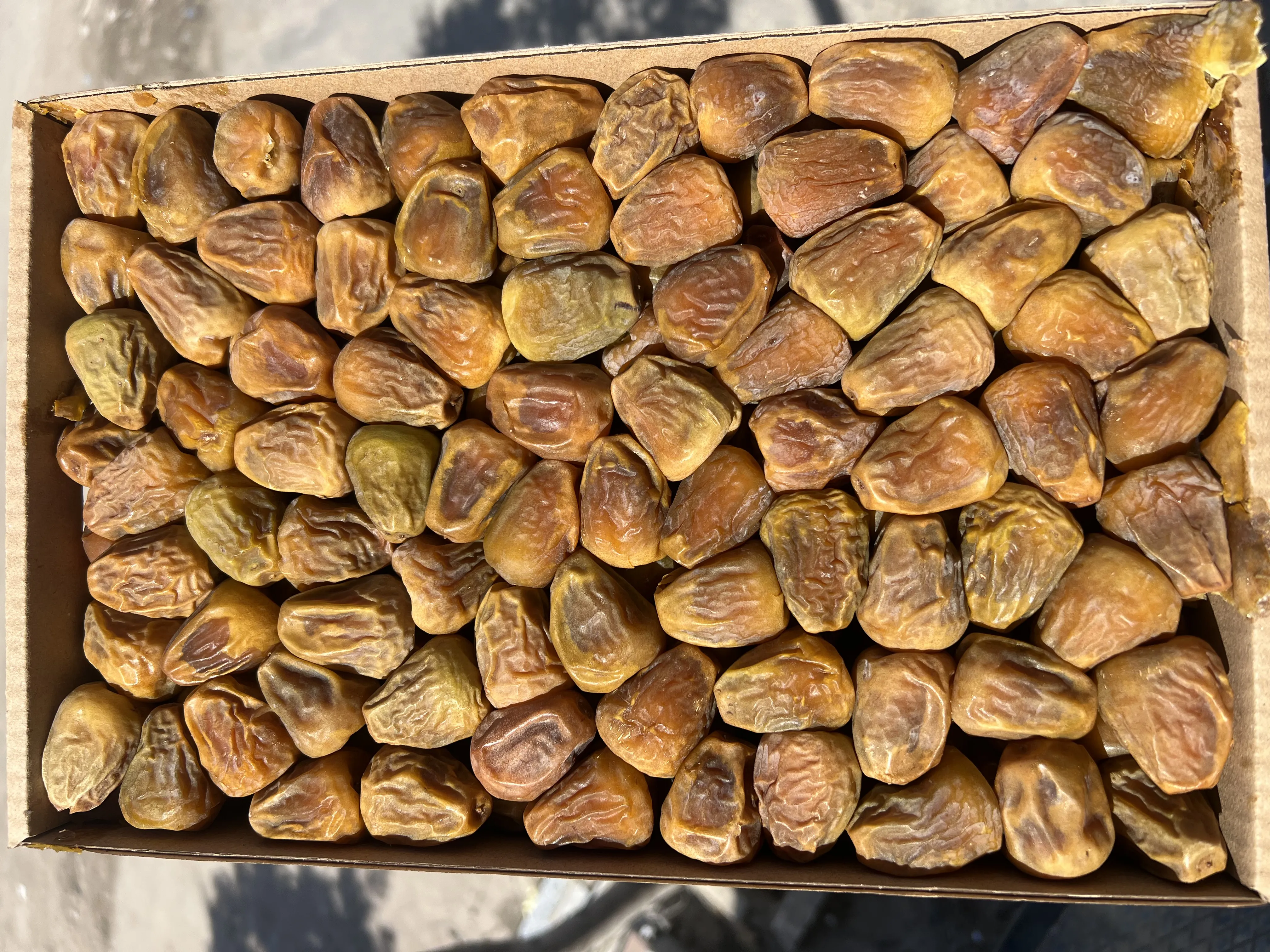 مفتل سكري القصيم (ملكي)