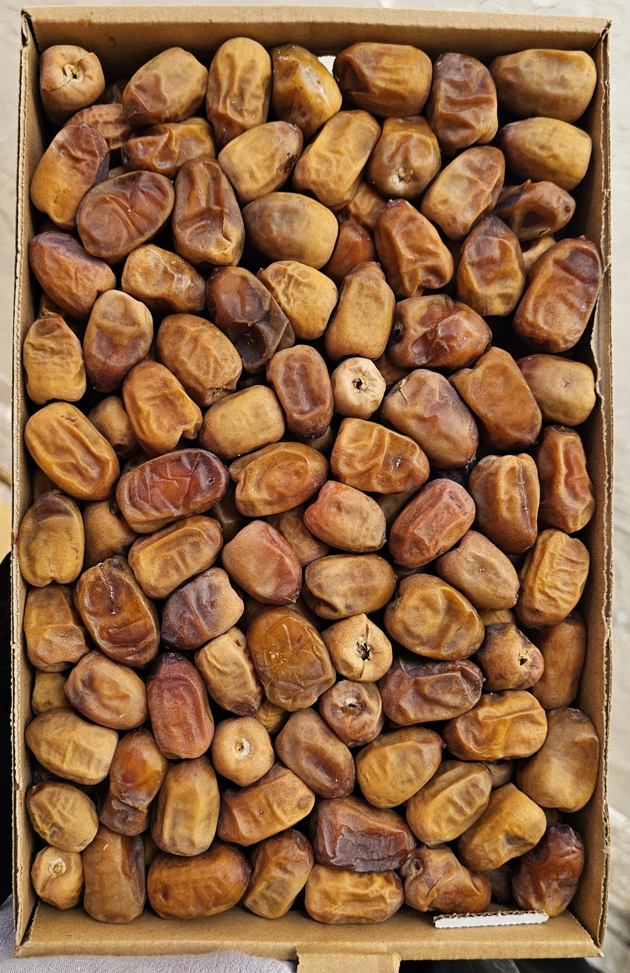 نبتة علي